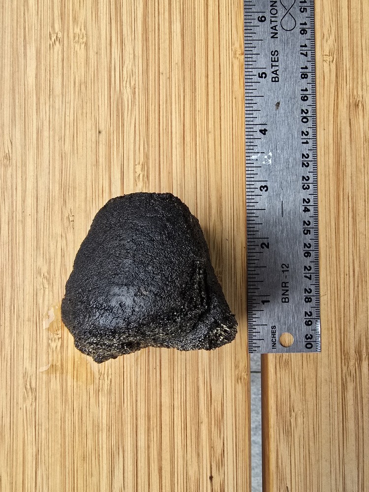 Partially Digested Caudal Tail Vertebrae - TX Mosasaur