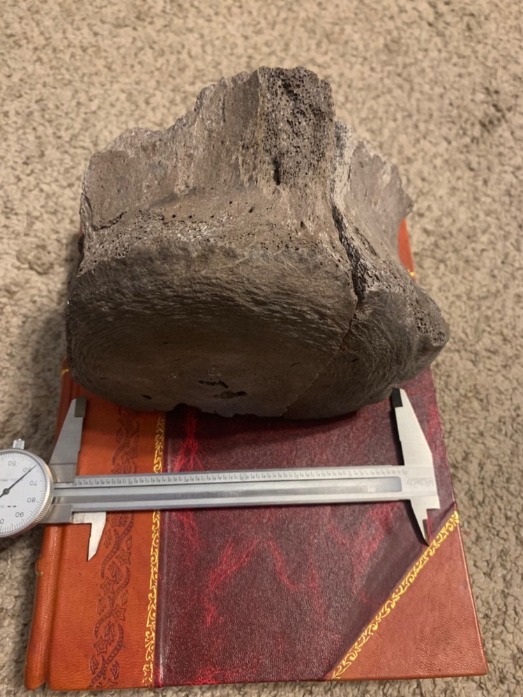 fossilized whale vertebrae discovered in central Florida