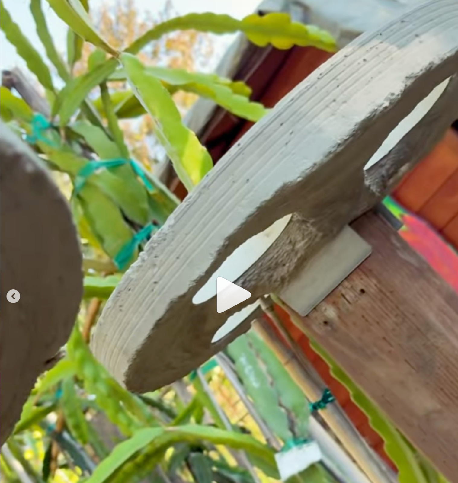 Dragon Fruit Trellis Topper with FREE LED SOLAR LIGHT Screw Direct to 4x4 Post