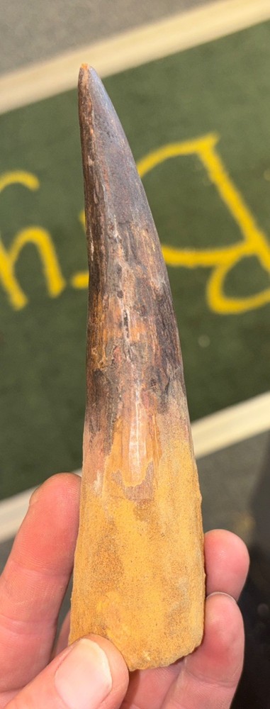 Authentic 6” Spinosaurus Tooth Fossil