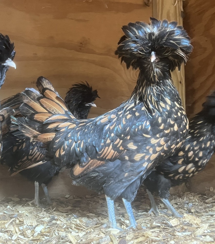 Assorted Large Fowl Hatching Eggs—Exhibition Line