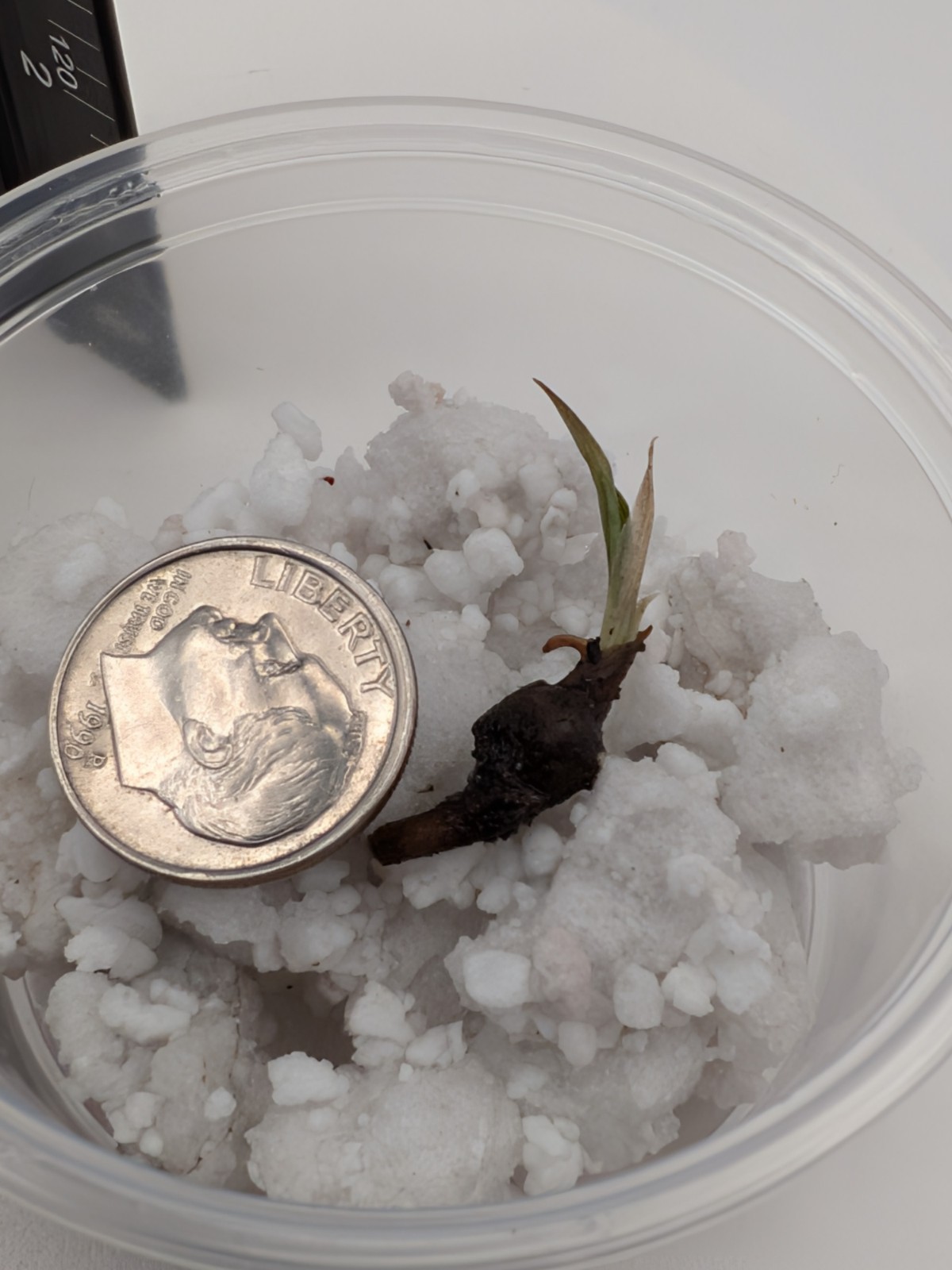 Alocasia Venom- 1x CORM (W/Leaf Emerging, No Roots) 2 Available -Growers Choice