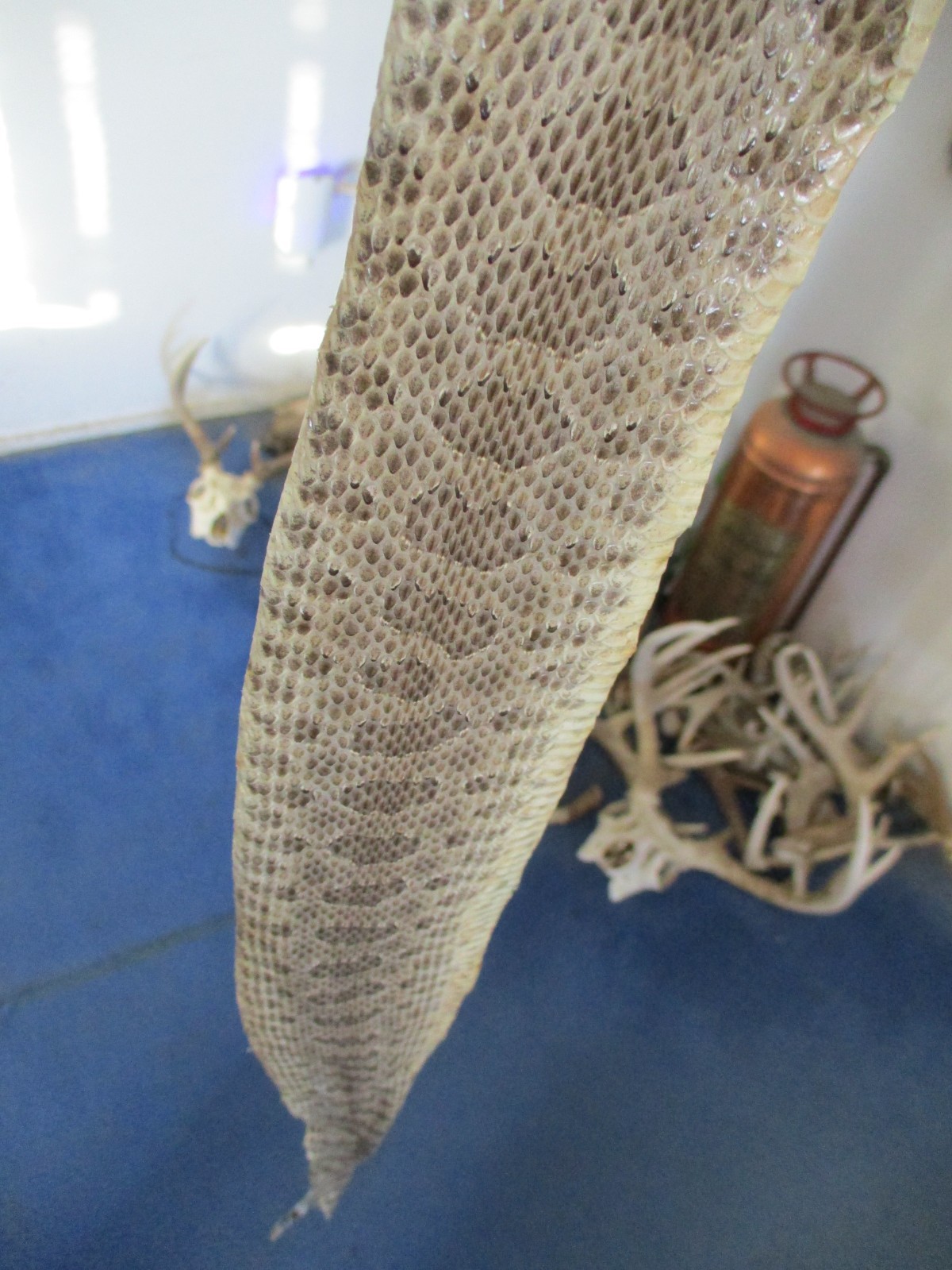 rattlesnake skin prairie rattle snake hide SOFT TANNED wrap pen blanks 32 in S4