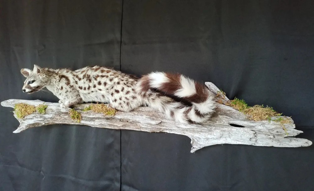 Genet on Pine Branch