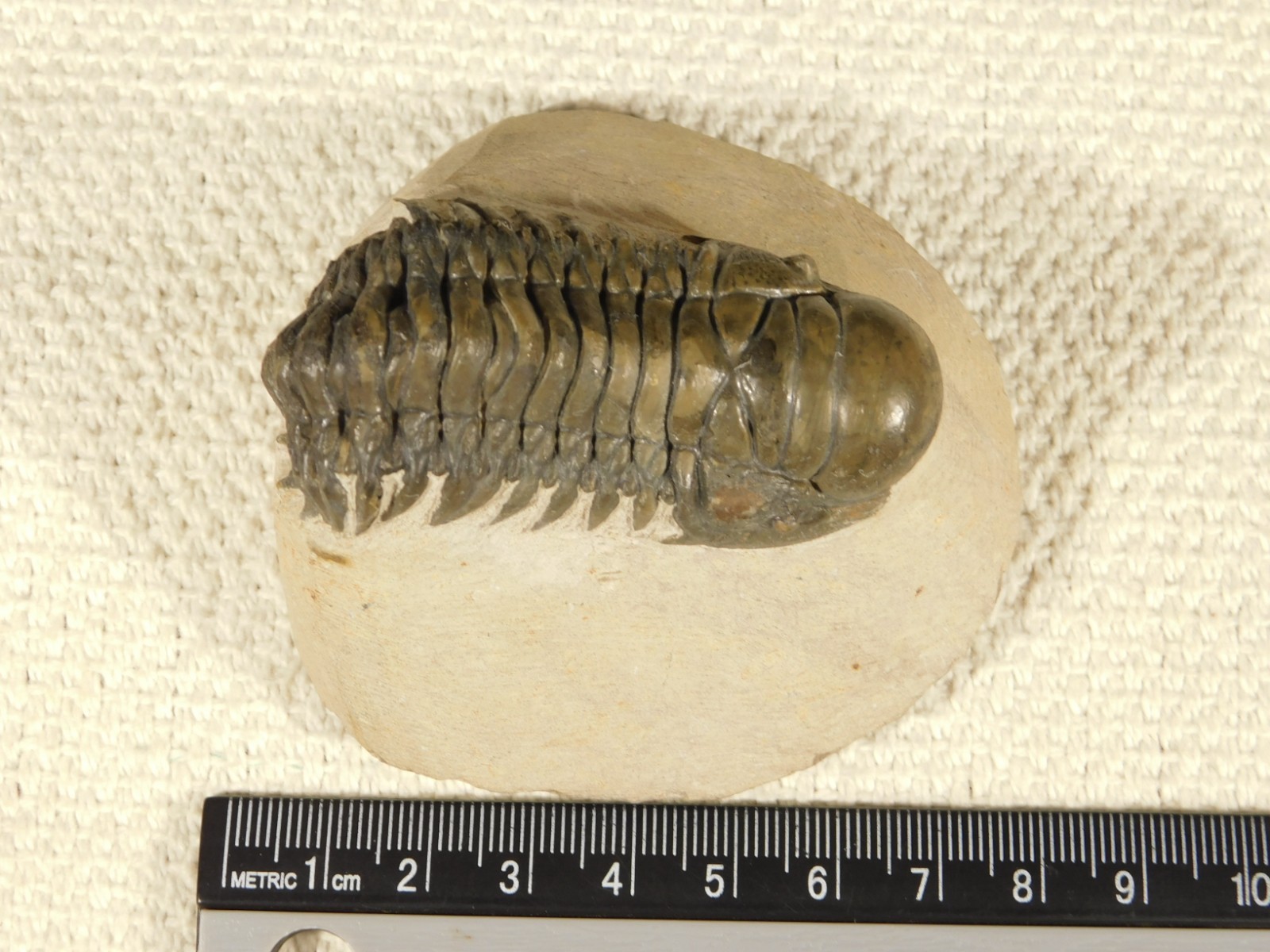 Larger! Crotalocephalina TRILOBITE Fossil 100% Natural Morocco 225gr