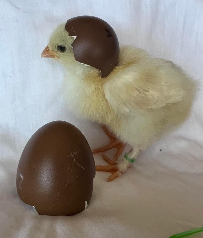 12 Rainbow chicken hatching eggs| Healthy Flock