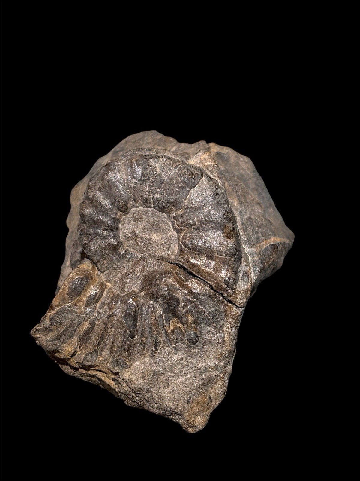 Ammonite Fossil Bundle Lot of 5 Specimens