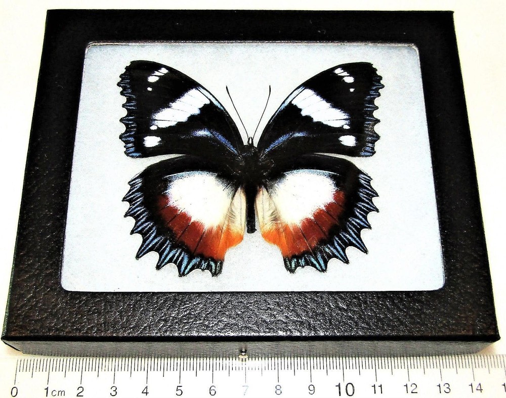 Hypolimnas dexithea red blue white black butterfly Madagascar FRAMED