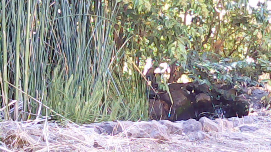 1.3MP USB 2.0 Camera Module with Cable