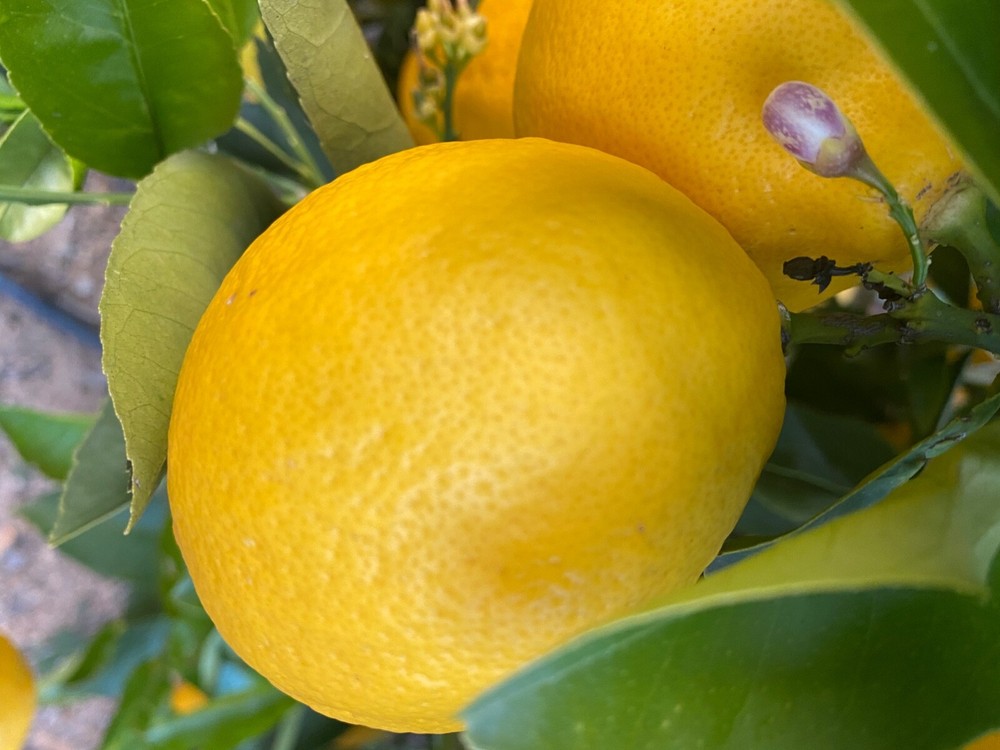 lemon meyer 