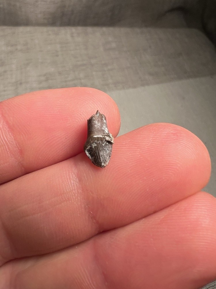 Fossilized Teeth Brule Formation Oligocene Epoch Sharp Specimen