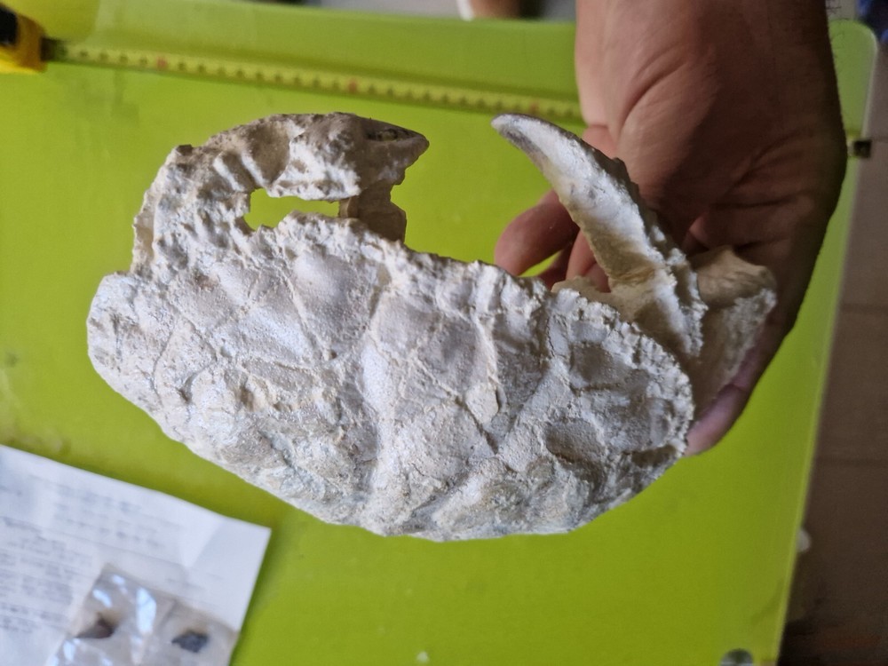 CRAB CANCER FOSSIL