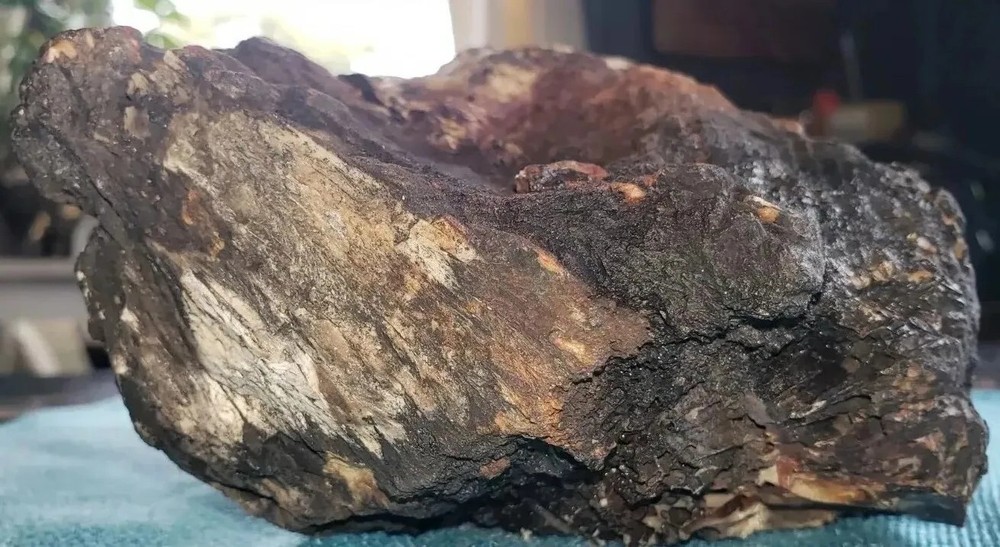 Agatized Opalized Petrified Oregon Fire-scorched Driftwood