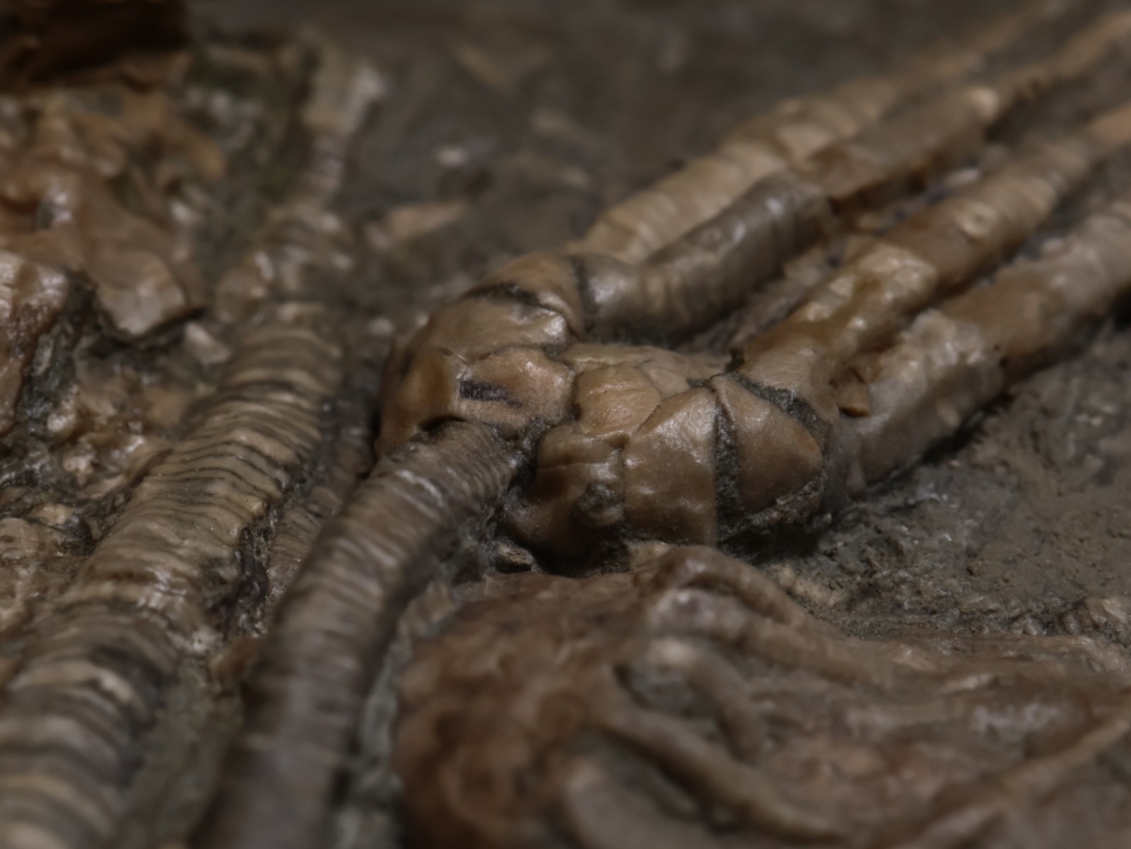 Threaded Fossil Crinoids, Crawfordsville, Indiana