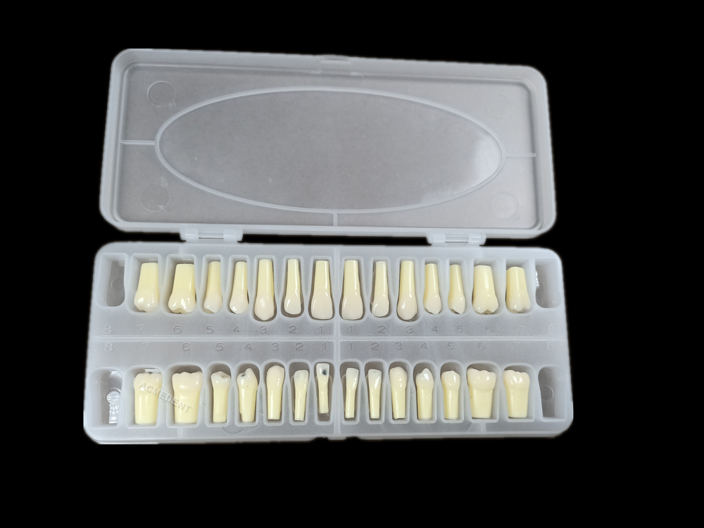 Dental Caries Remove Teeth Decayed Removing Practise Model Dentist Student Exam