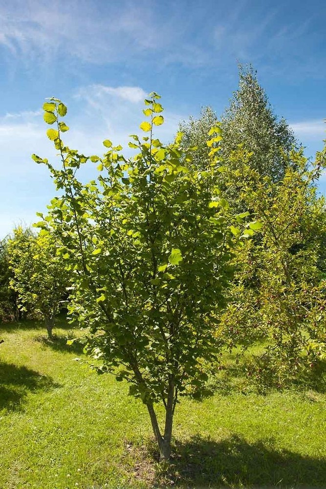 American Hazelnut (Corylus Americana) 2 Bare-root