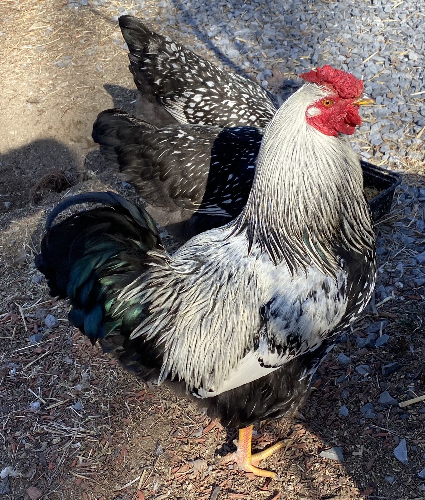 12+ Rare Breed Chicken Hatching Eggs Orpington, Wyandotte, Sweddish Flower