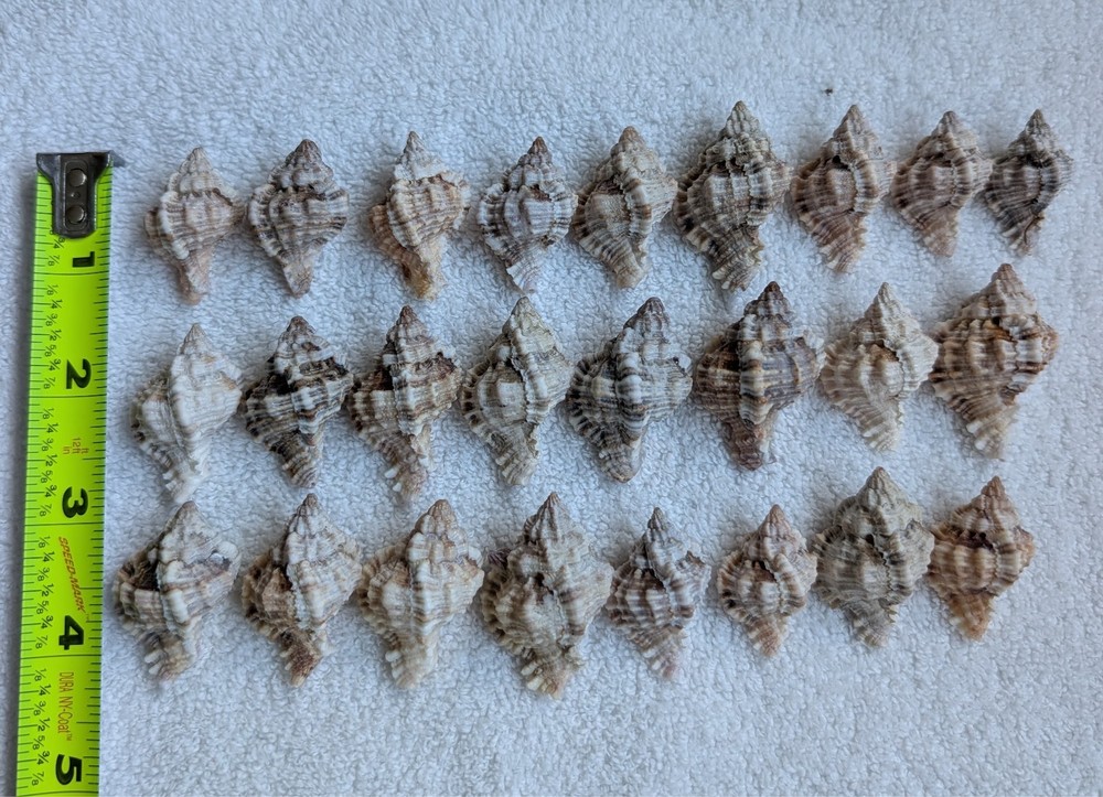 25 Apple Murrex Shells Found in Southwest Florida