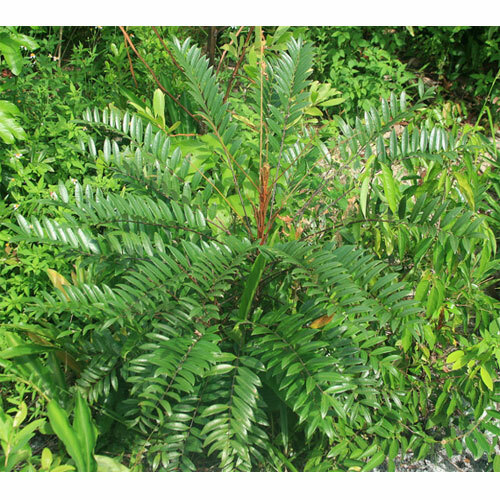 Taro Eel Root Тонгкат Али Eurycoma longifolia Long Jack