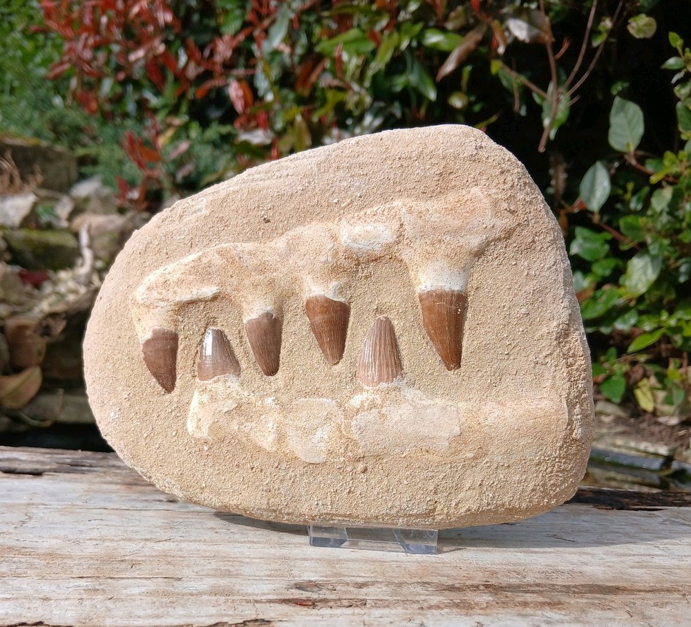 Fossil Mosasaur Jaw Dinosaur Teeth double composite