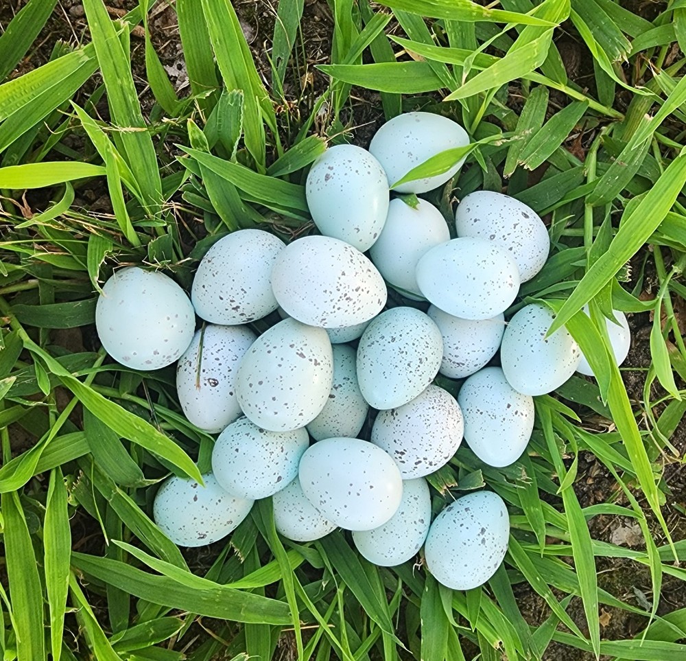 100+ Celadon Coturnix Quail Hatching Eggs