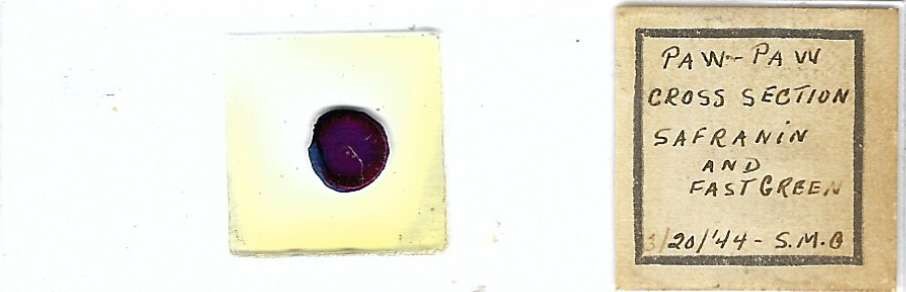 Paw Paw Microscope Slide