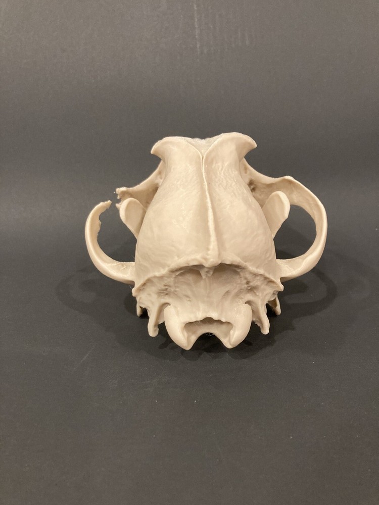 Wolf Skull