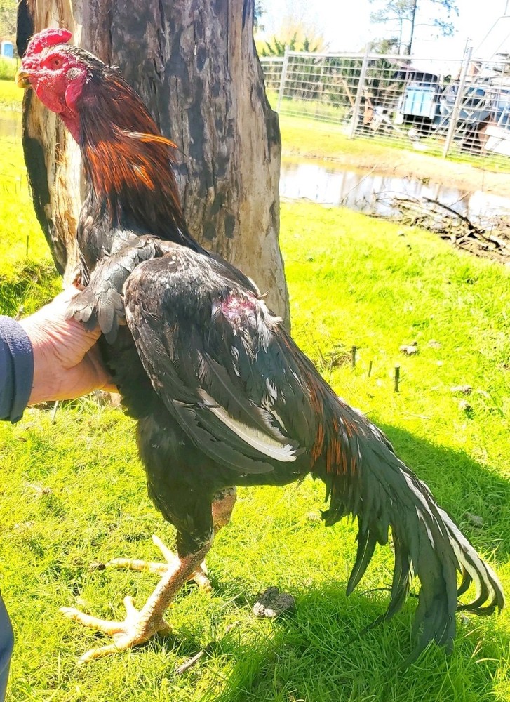 Thai Hatching Eggs 6 Total