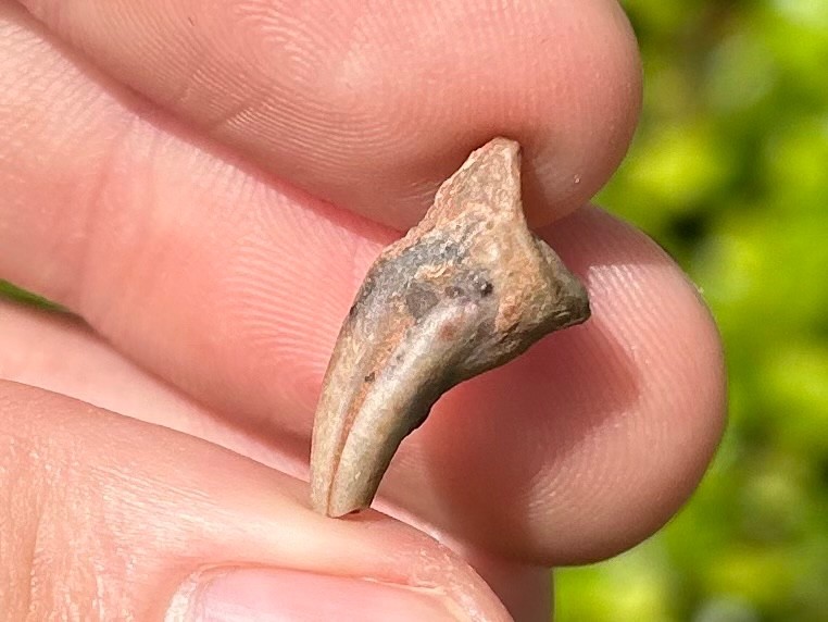 NICE Theropod Dinosaur Claw Fossil from Niger Dino Bones Kryptops Eocarcharia