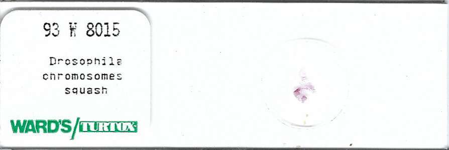 Drosophila Chromosomes Squash Microscope Slide