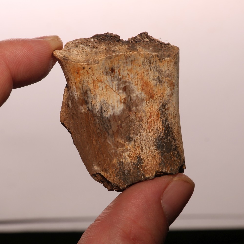 Dinosaur Bone Fossil - Hell Creek Formation - Cretaceous