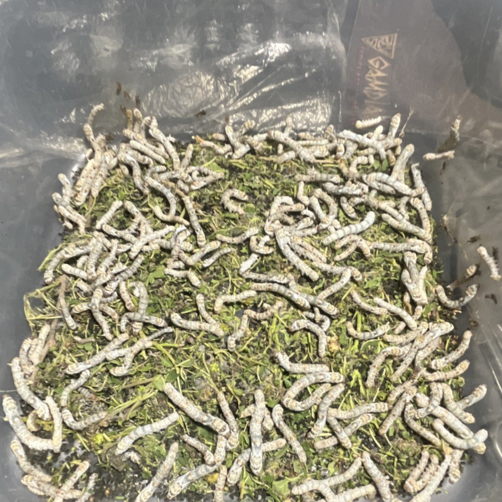 15 ct Live silkworm