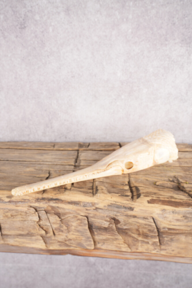 Needle Nose Gar Skull SKU 2806