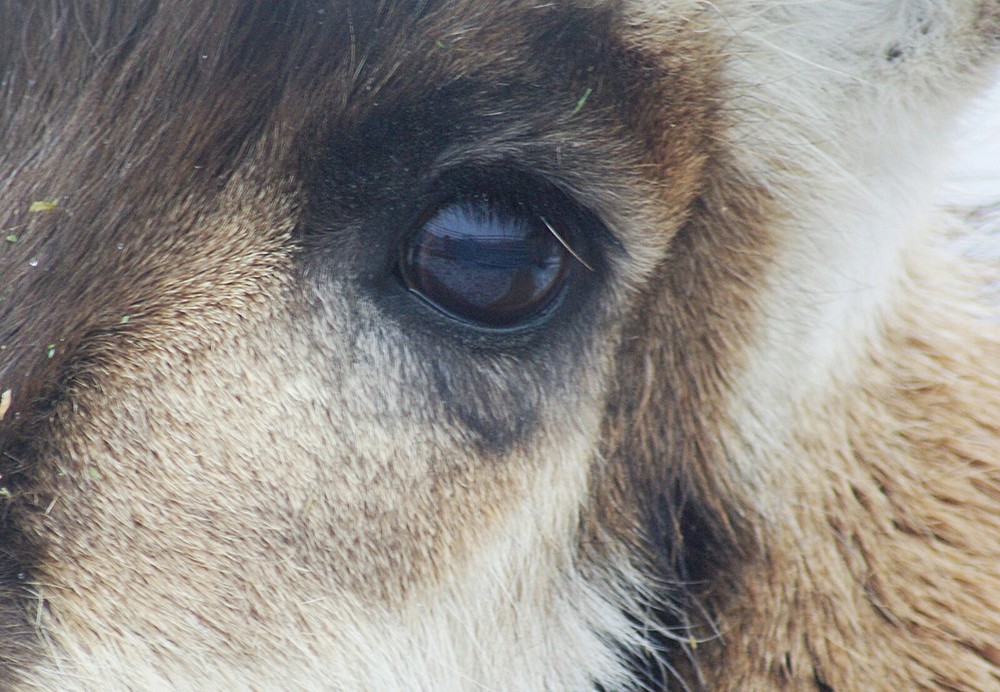 Pronghorn Antelope Taxidermy Reference Photo Cd