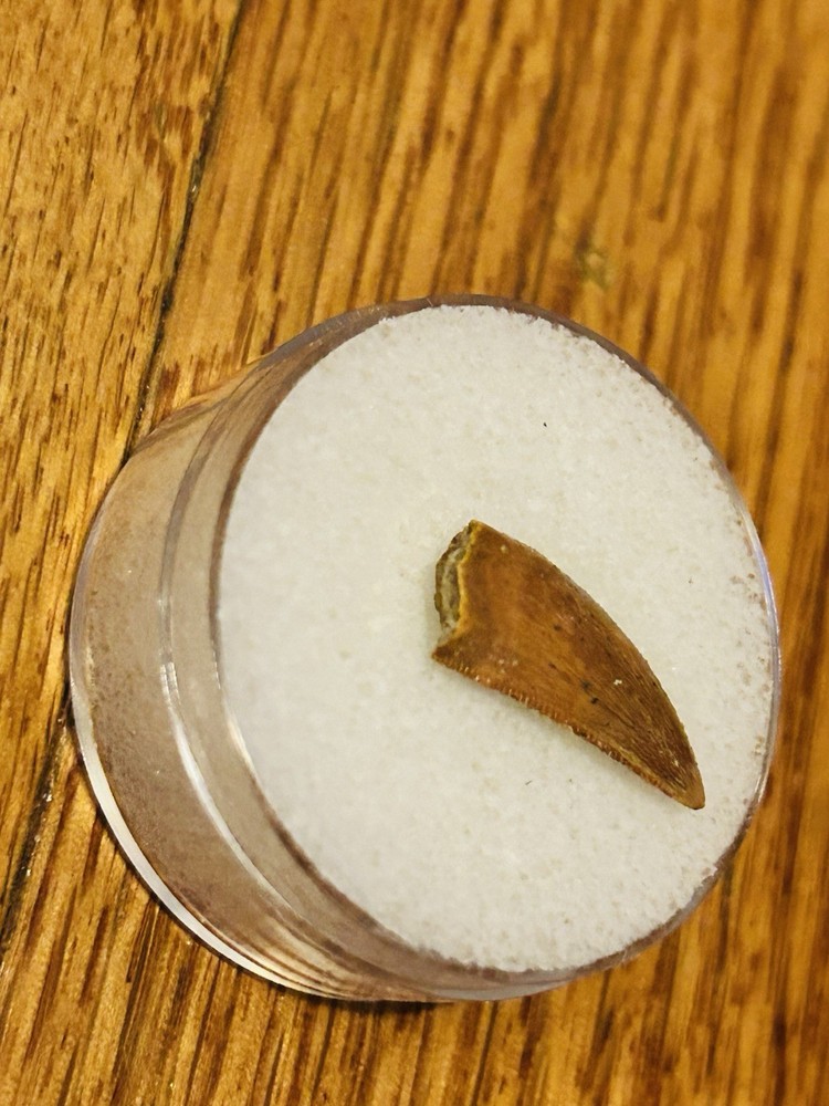 Fossil Raptor Tooth
