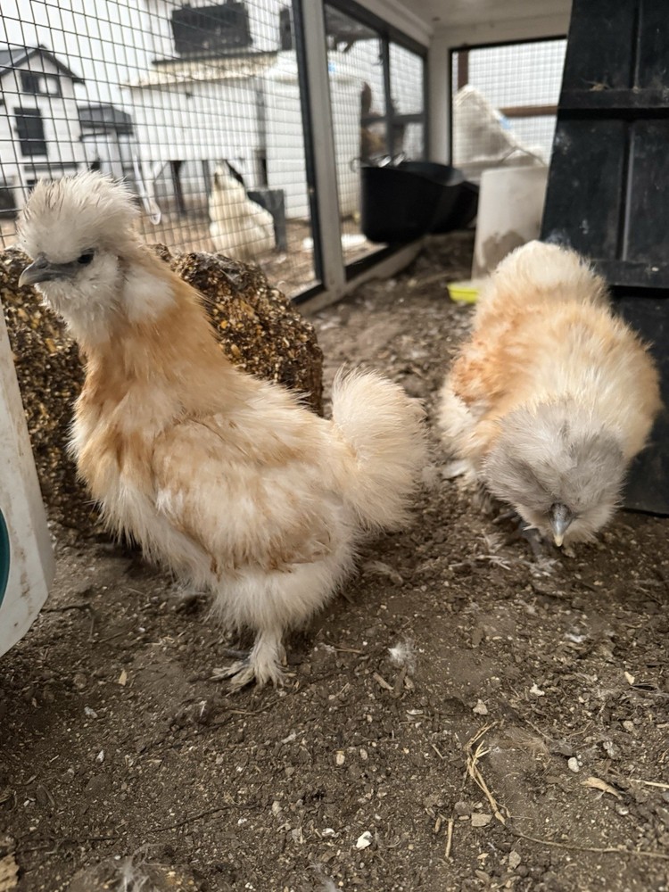 Silkie Chicken Hatching Eggs
