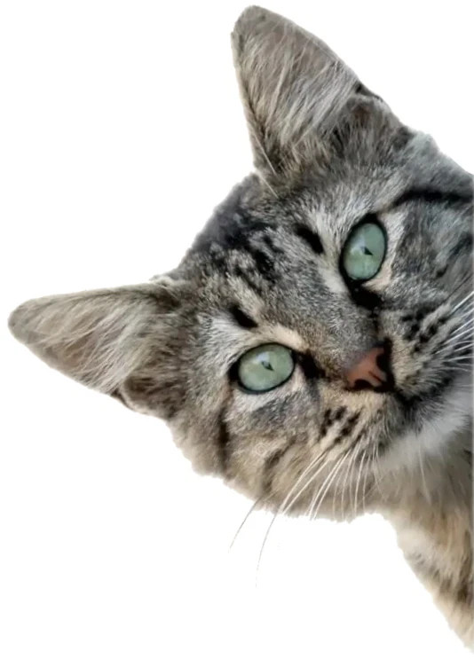 Cat peeking Vinyl Sticker Decal XV