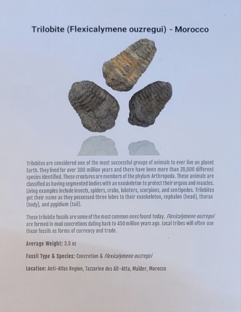 Flexicalymene ouzregui Trilobite Fossil (REAL) Morocco Random Size