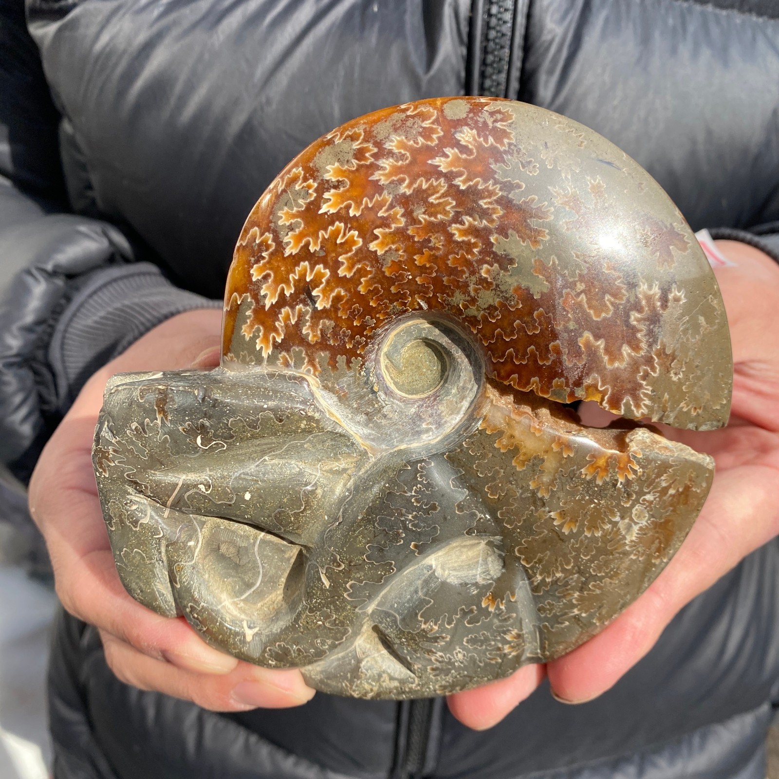 1.1lb Rare Natural Ammonite Fossil Conch Crystal Specimen Healing