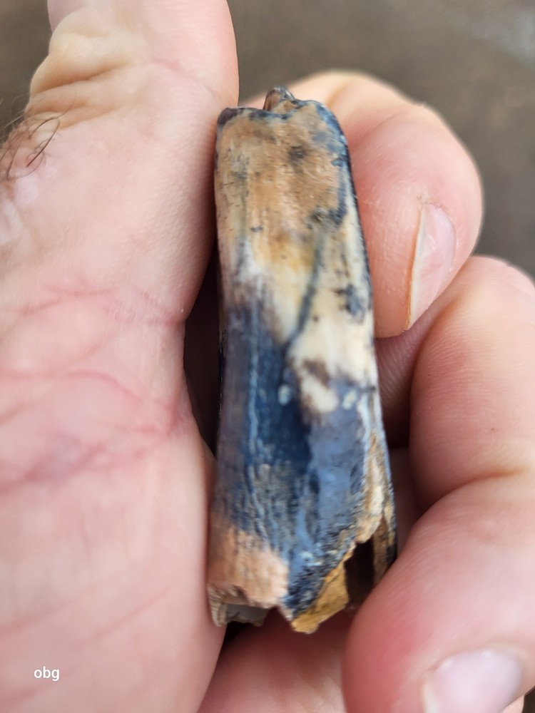 Historic bison tooth with blue vivianite permineralization