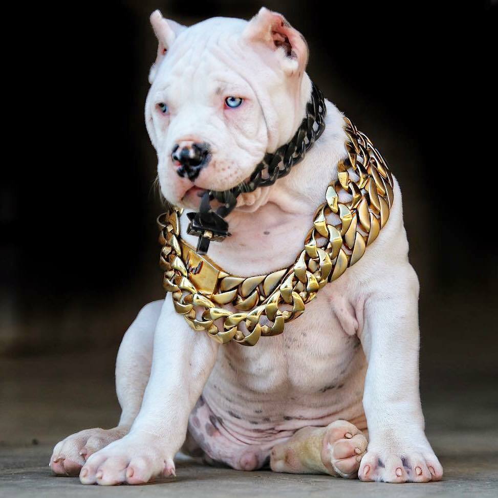 Cuban Gold pet Chain 32mm Dog Show Collar 316L Stainless Steel-AUTHORIZED SELLER