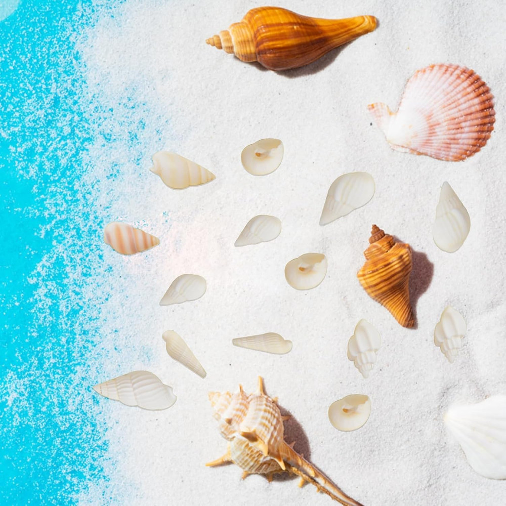 Approx 700Pcs Small White Clam Cay Seashells Natural Tiny Sea Shell Mini Spir...