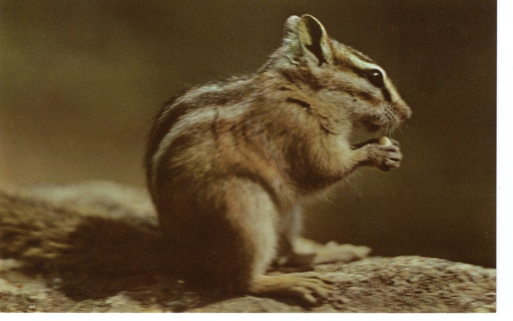 THE EVER PRESENT CHIPMUNK EATING PEANUTS - PC3906