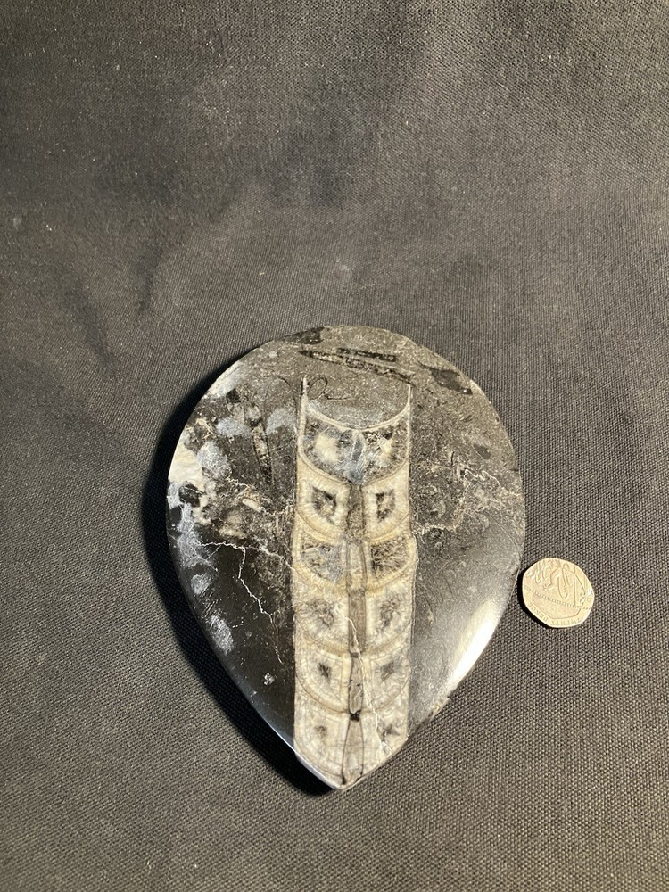 Fossil, Primitive Cuttlefish,Morocco. Polished.