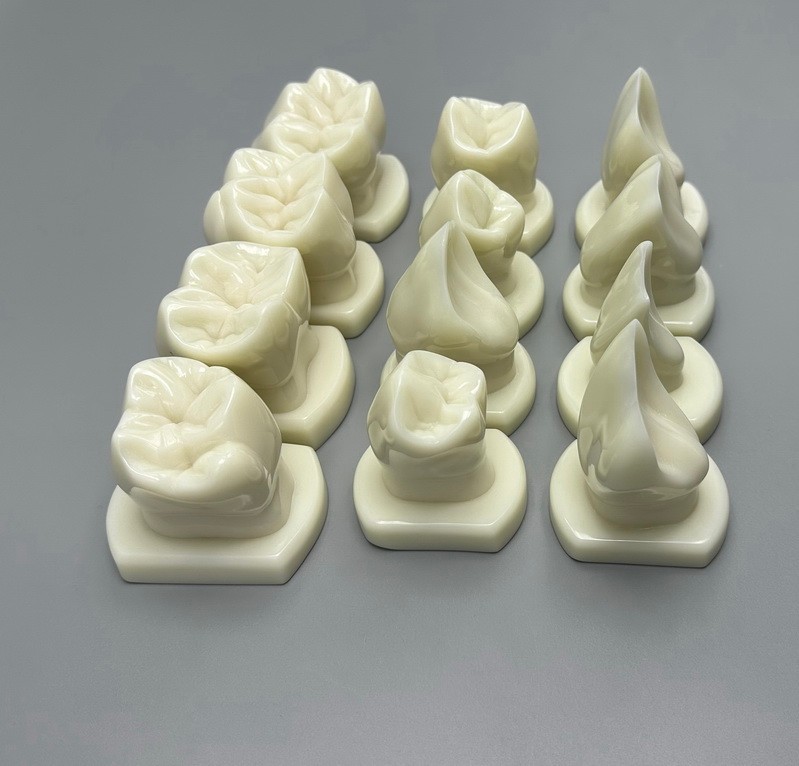 Dental Teeth Form Models Orthodontic Typodont Model Lab Teaching Tooth Study 12x