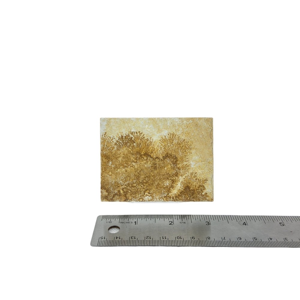 Dendritic Limestone, slab, cabbing rough, lapidary, #R-7046