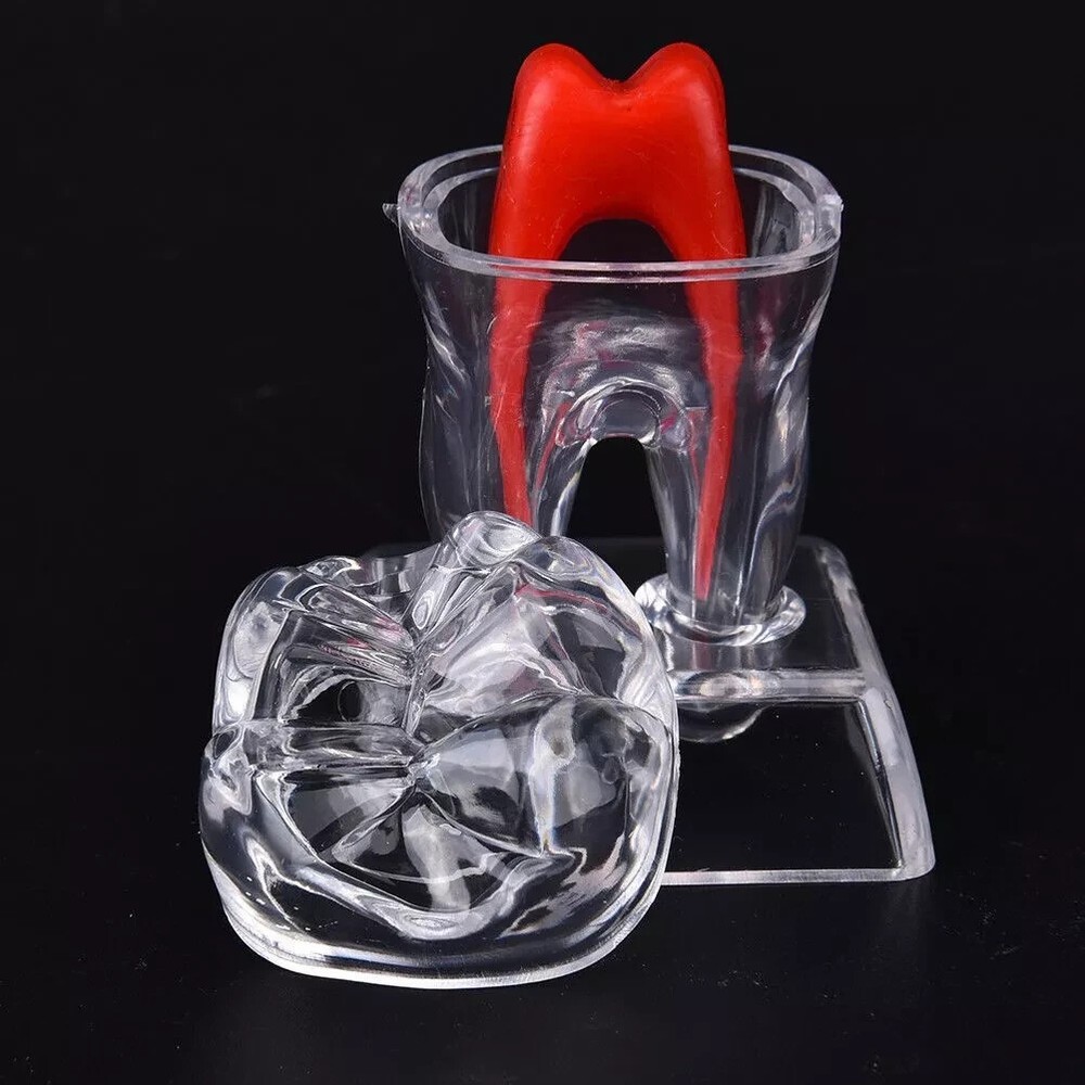 Dental Plastic Emulational Quality Crystal Base Hard Tooth Separable Molar Model