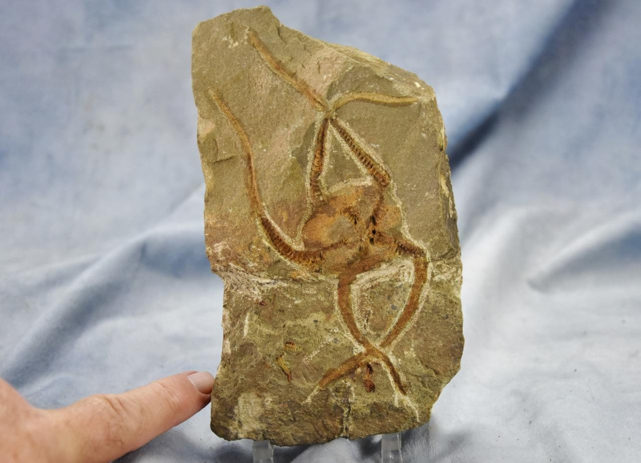 Brittle Star Starfish 450myo FOSSIL 274mm GEOCOMA CORINATA 6.5" 165mm 5019cc