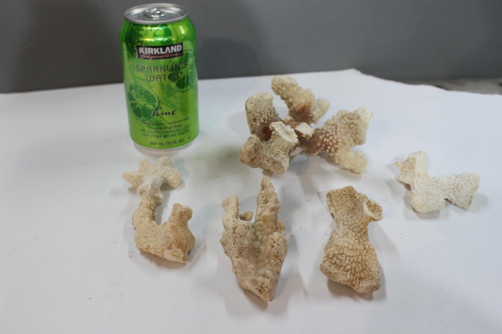 CORAL, Aquarium, various, crafts, hobby, White