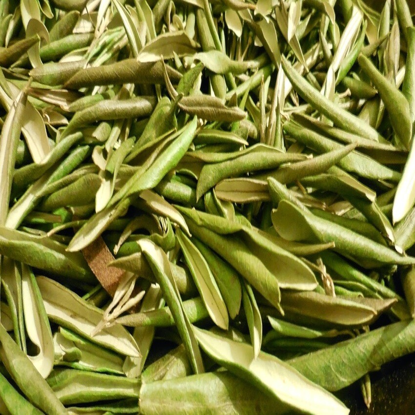 OLIVE LEAF With Absolutely No Additives Ex High Potency 100 Vegetable Capsules